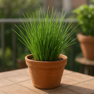 How to Grow Chives in Pots Without Thin Blades, Crowded Clumps, or Weak Regrowth