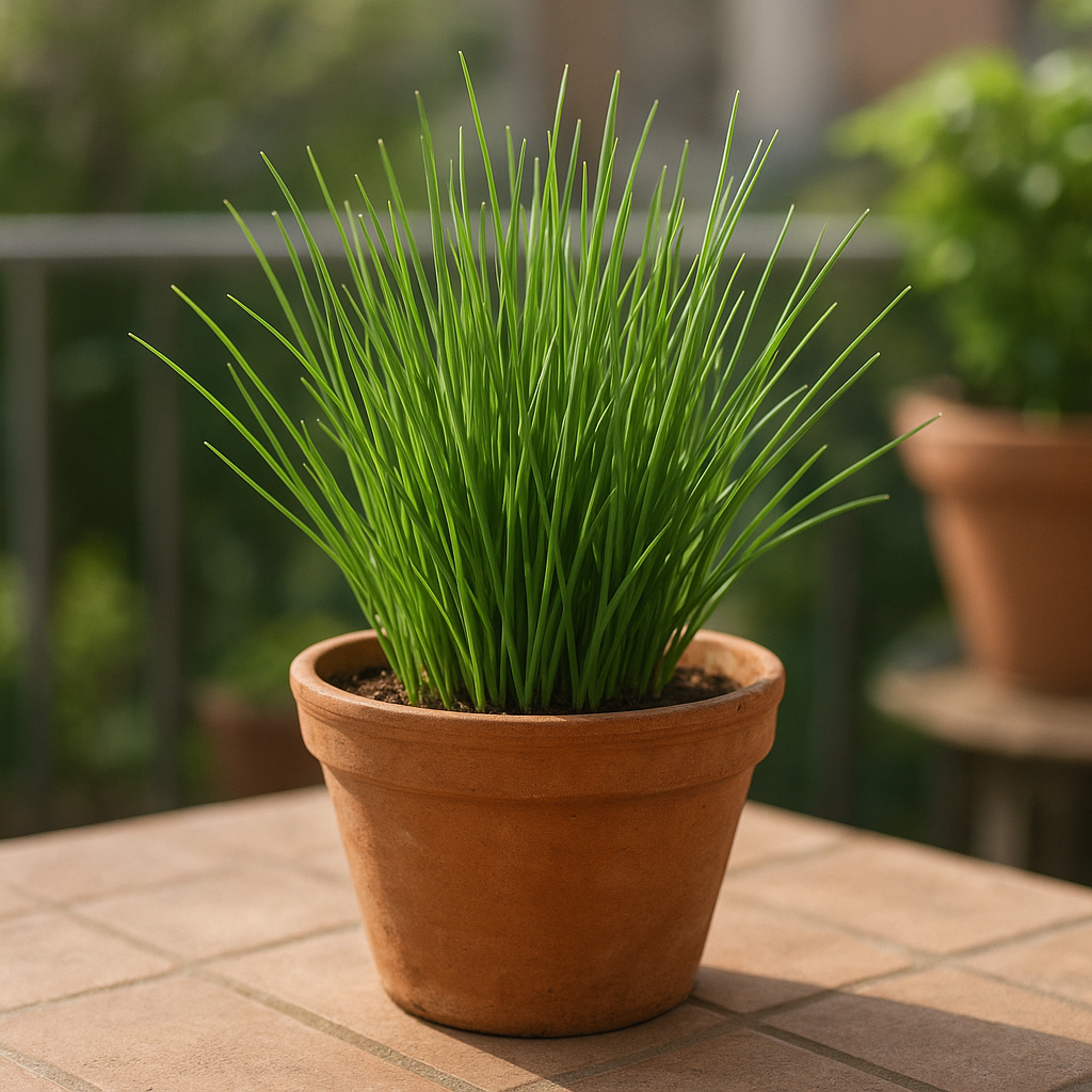 Healthy chives growing in a terracotta pot on a sunny patio table